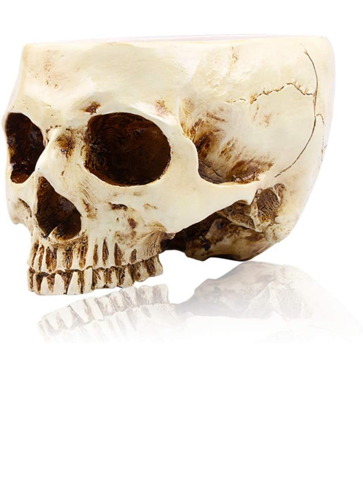 Skull Only